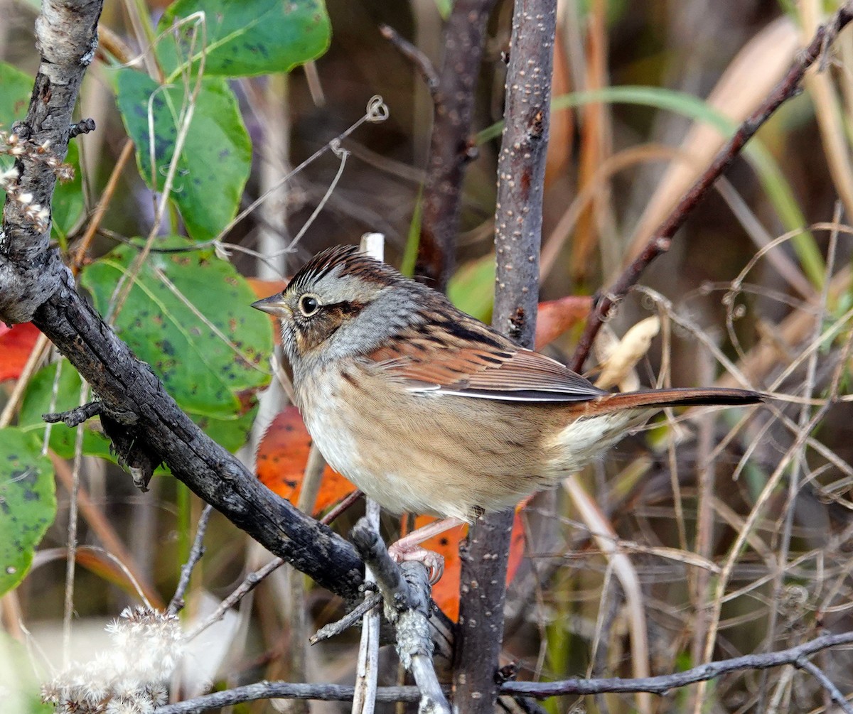 Swamp Sparrow - ML492467151