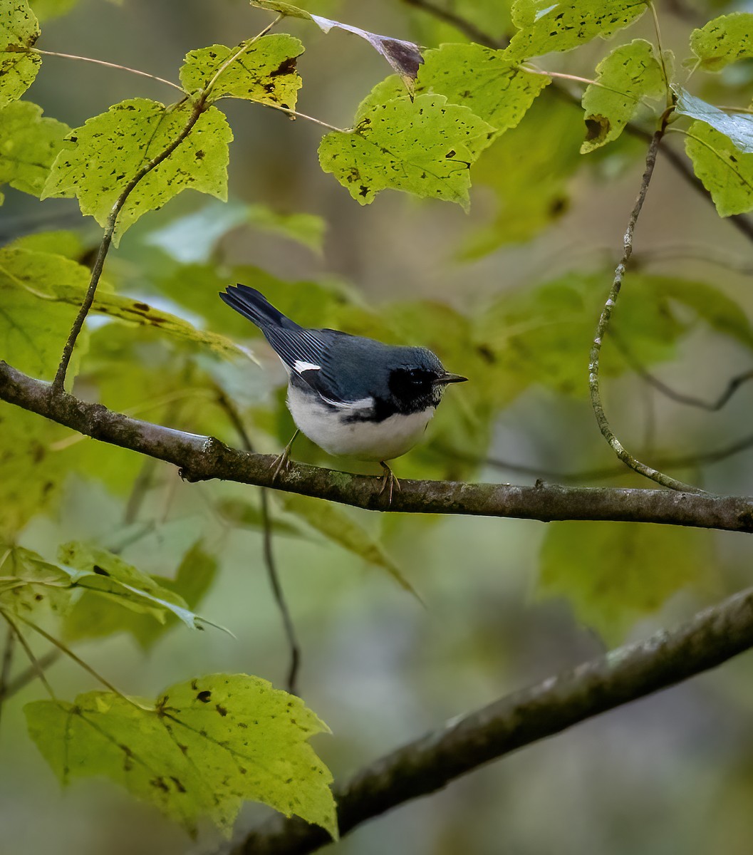 Black-throated Blue Warbler - ML492468341