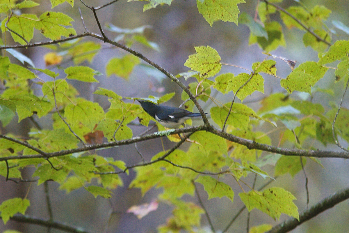 Black-throated Blue Warbler - Stan Chapman