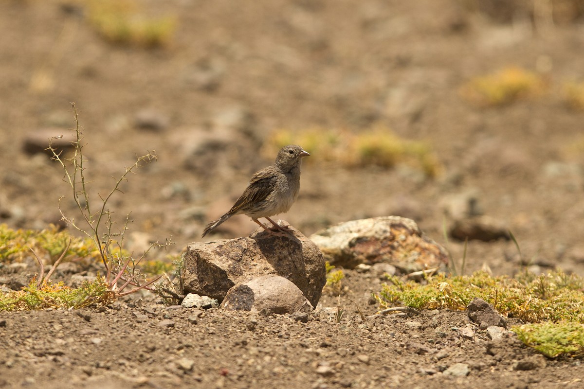 Band-tailed Sierra Finch - ML492469471