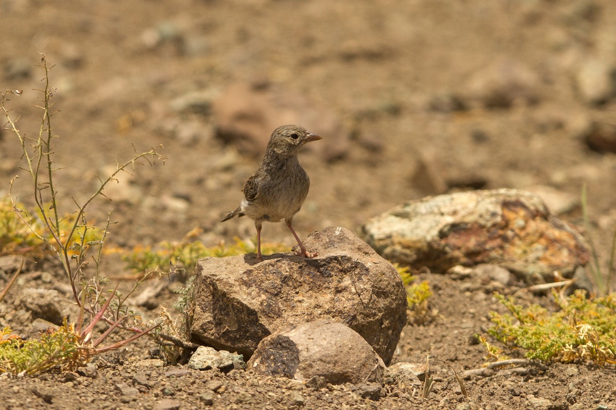Band-tailed Sierra Finch - ML492469491