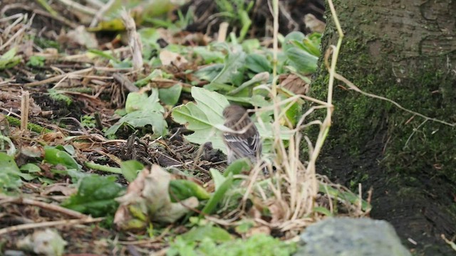 Yellow-rumped Warbler (Myrtle) - ML492469781