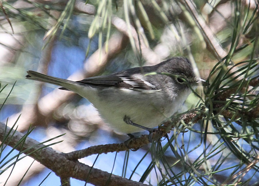 Plumbeous Vireo - Alison Sample