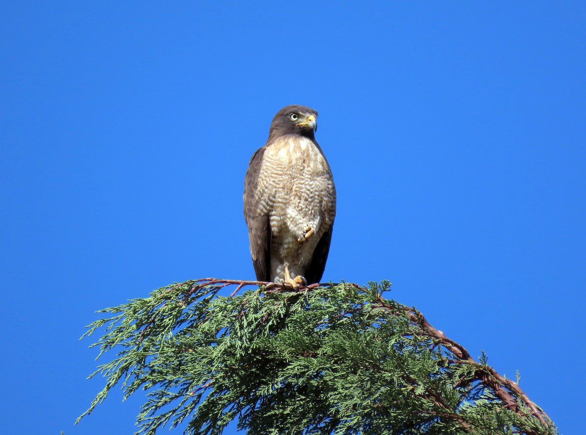 Roadside Hawk - ML492470141