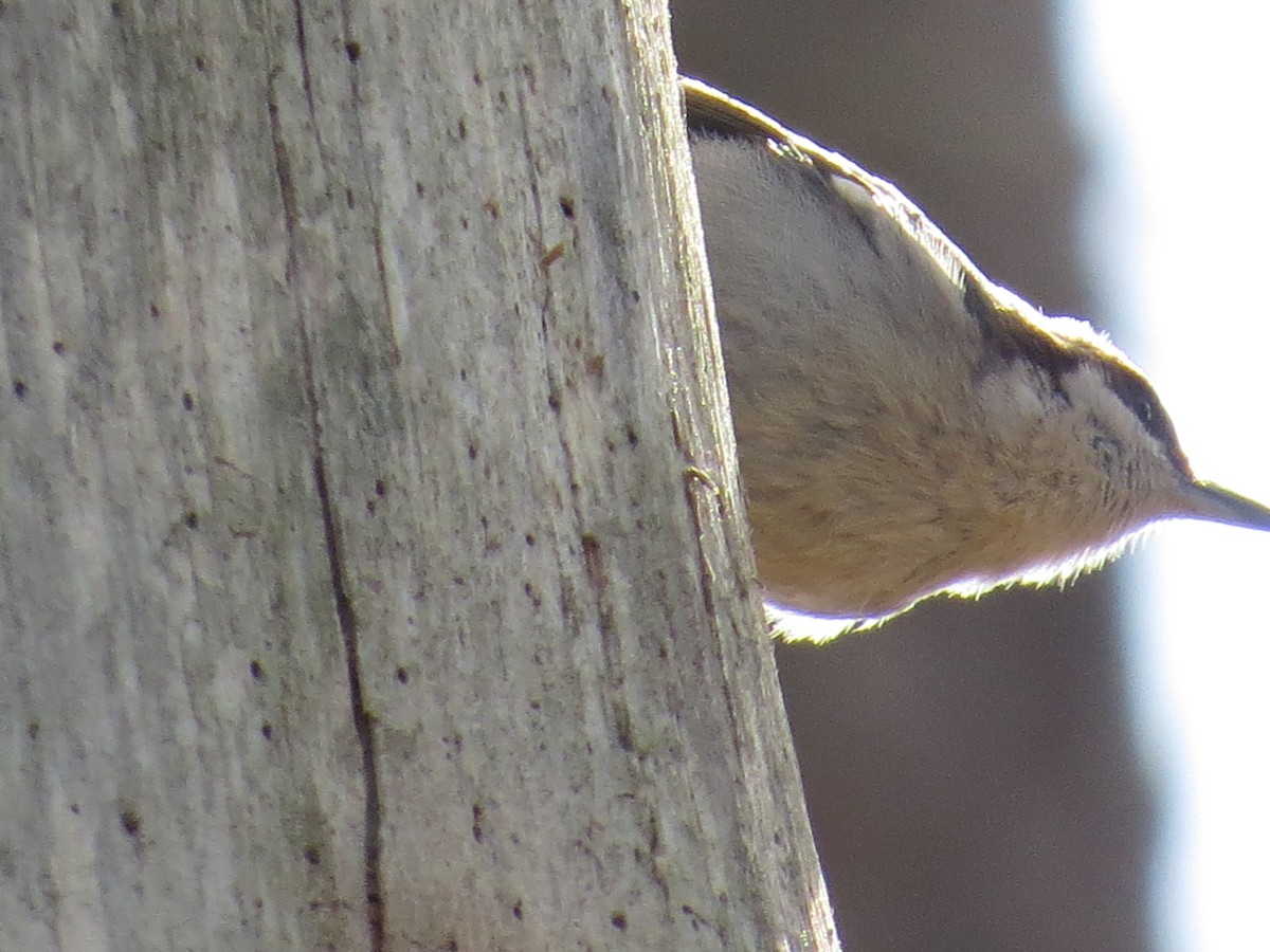 Brown-headed Nuthatch - ML49247041