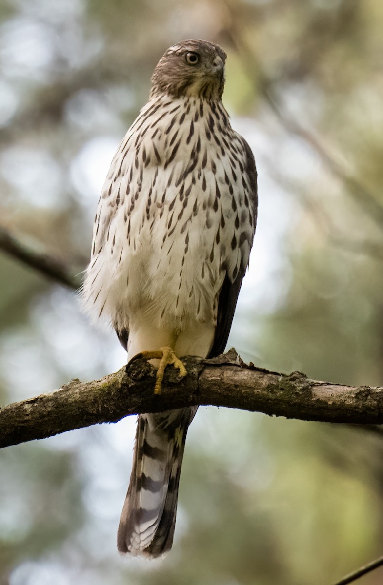 Cooper's Hawk - ML492473701