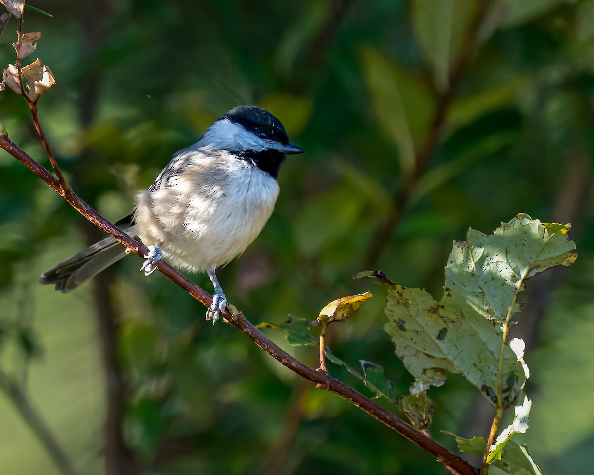 Carolina Chickadee - ML492474181