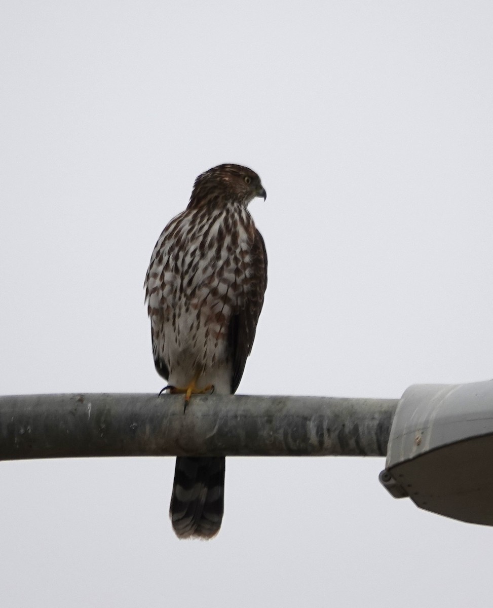 Cooper's Hawk - ML492474691