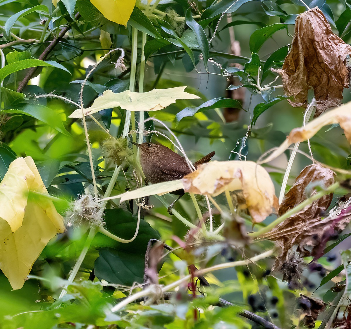 Winter Wren - Sarah Draper