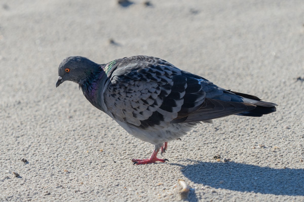 Rock Pigeon (Feral Pigeon) - ML492475791