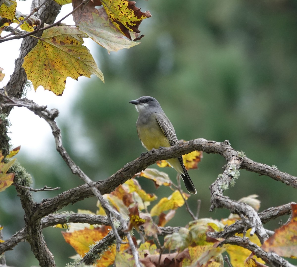 Cassin's Kingbird - John Deacon