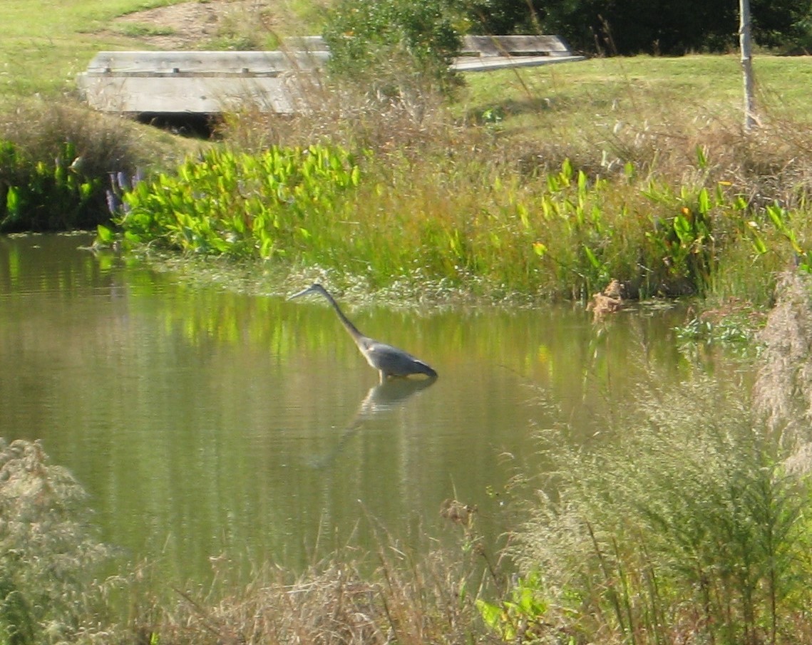 Great Blue Heron - ML492476231