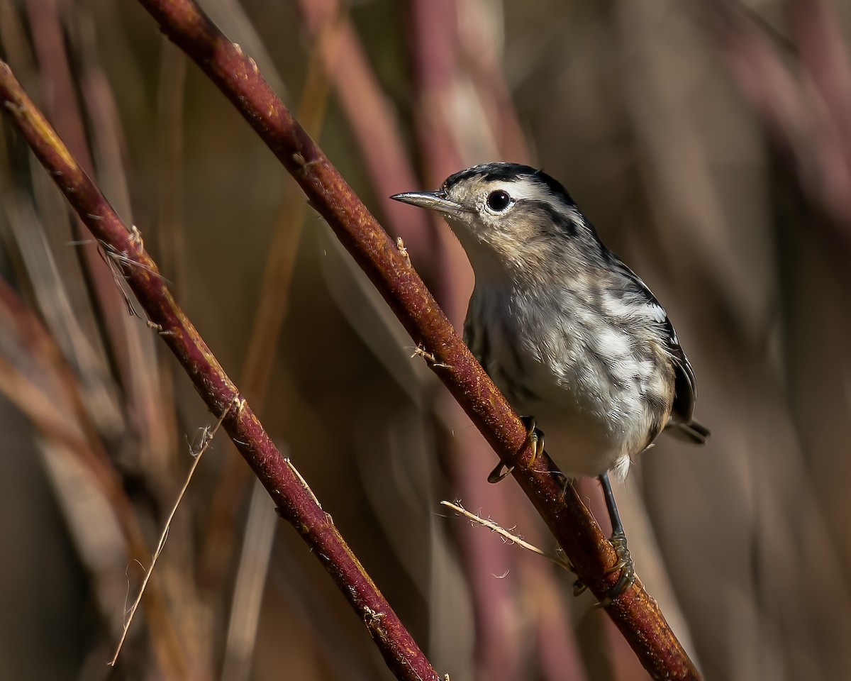 Black-and-white Warbler - ML492476471