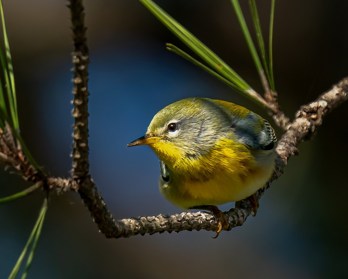 Northern Parula - ML492476711