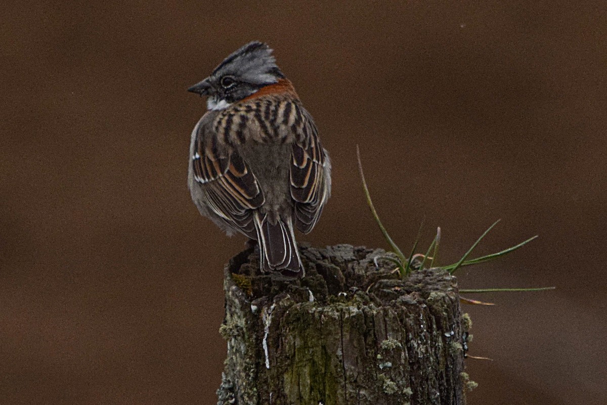 Rufous-collared Sparrow - ML492478971
