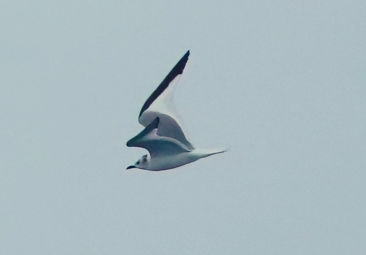 Sabine's Gull - ML492487531