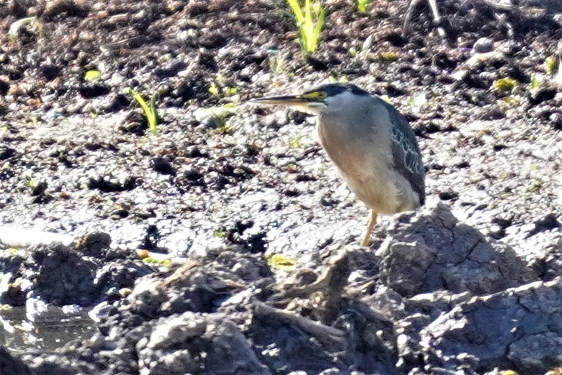 Striated Heron - ML492488001