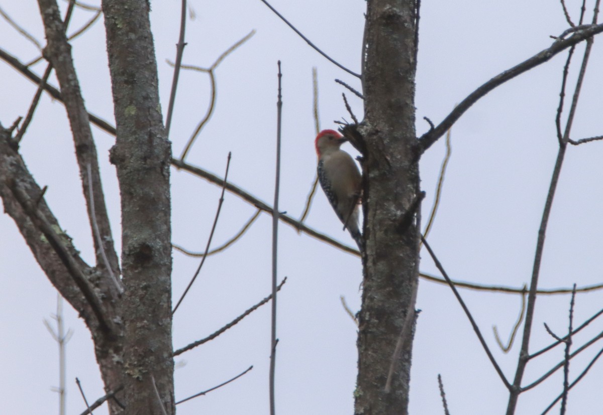 Red-bellied Woodpecker - ML492488481