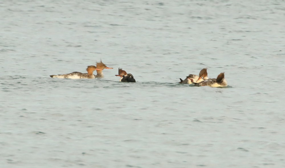 Сэвгэр бохио - ML492489301