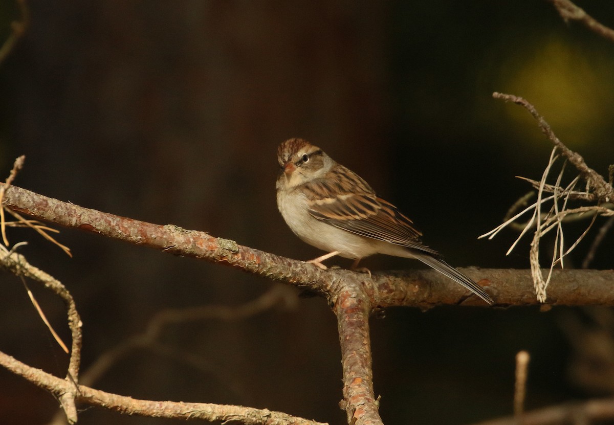 Chipping Sparrow - Matt Hysell
