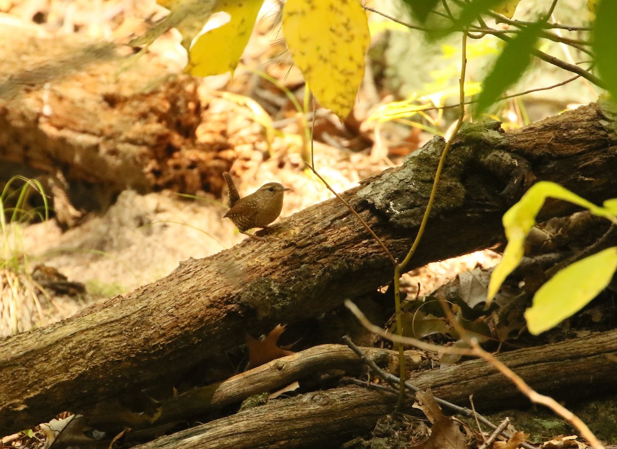 vintersmett - ML492489571