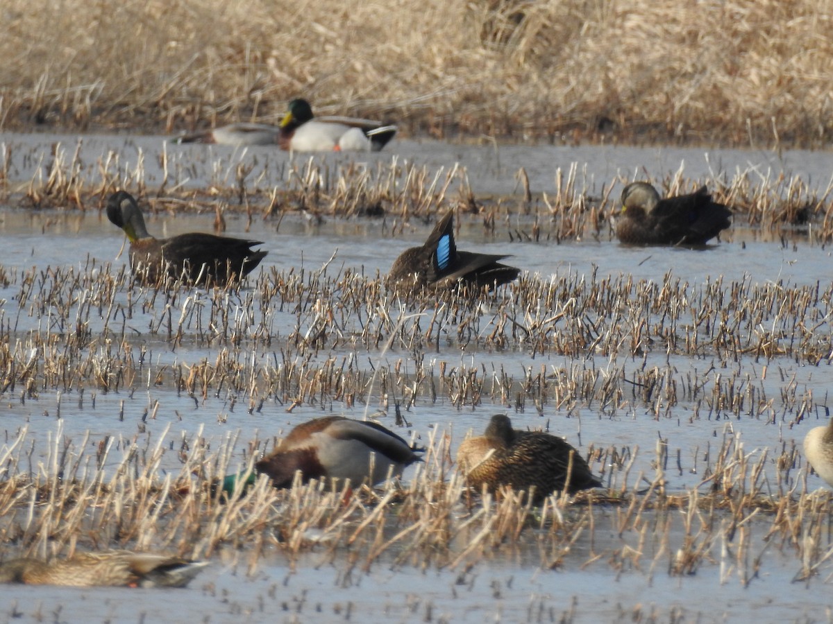 American Black Duck - ML49249031