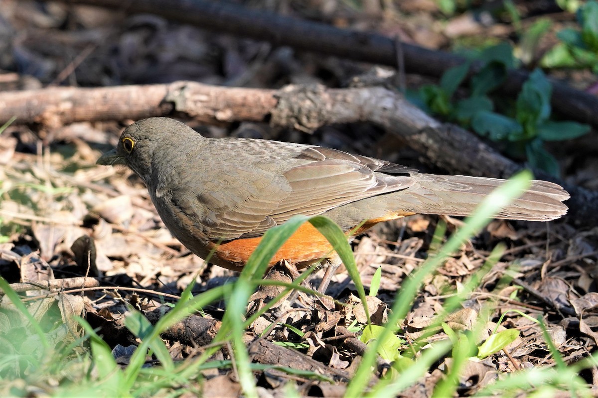 Rufous-bellied Thrush - ML492493401