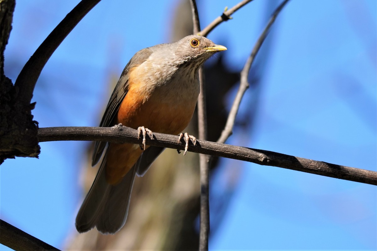 Rufous-bellied Thrush - ML492493491