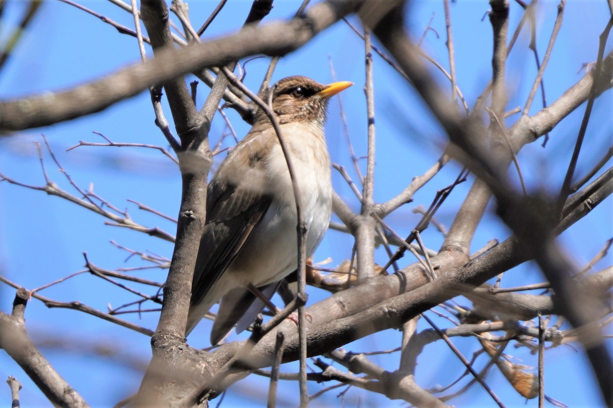 Creamy-bellied Thrush - ML492493621