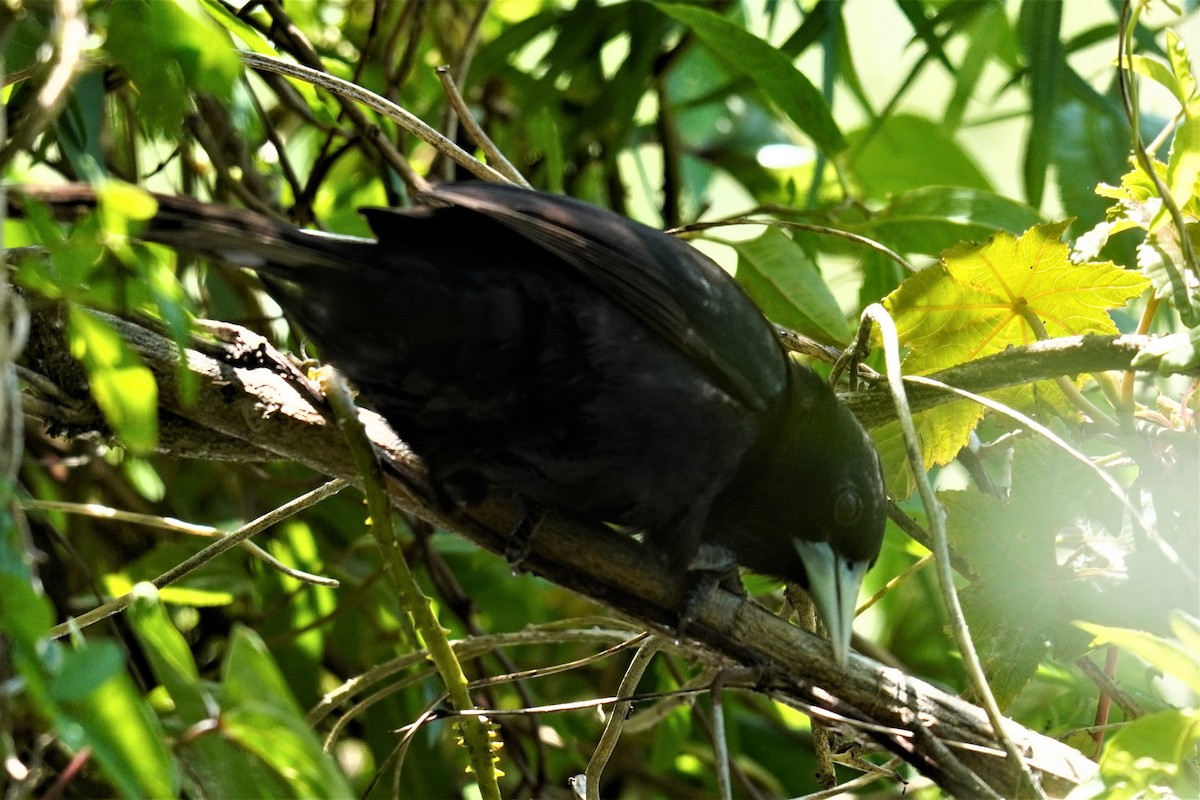 Solitary Black Cacique - ML492494001