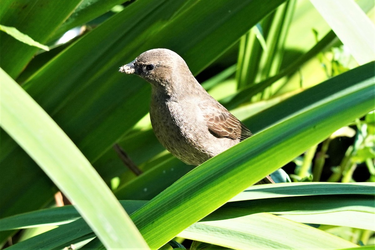 Shiny Cowbird - ML492494231