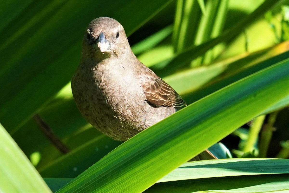 Shiny Cowbird - ML492494331