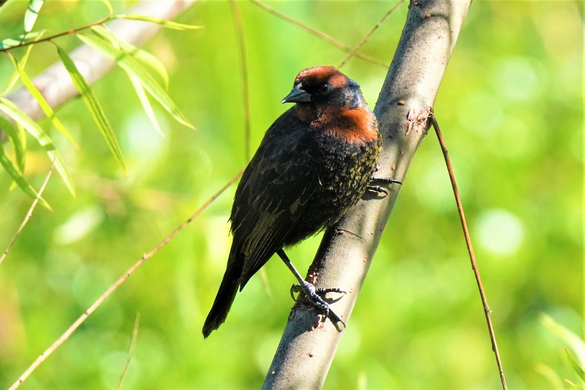 Chestnut-capped Blackbird - ML492494451
