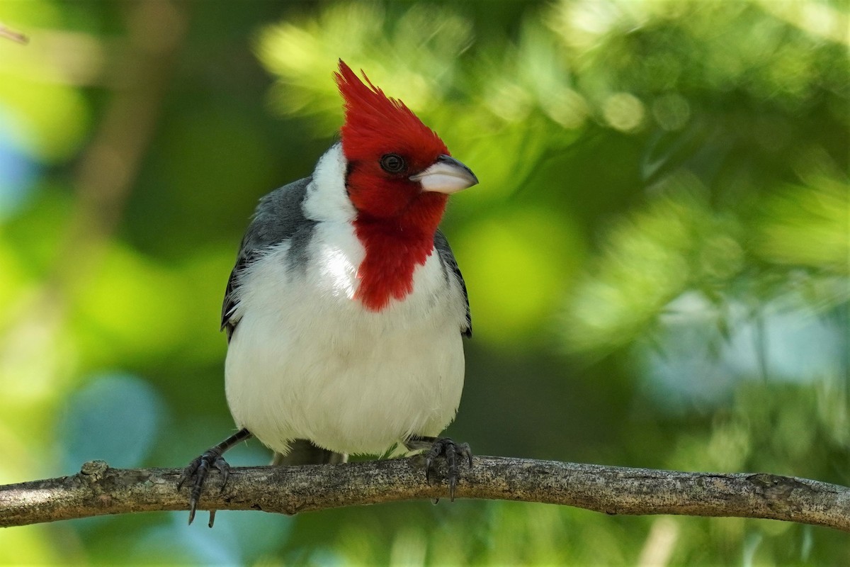 Red-crested Cardinal - ML492494781
