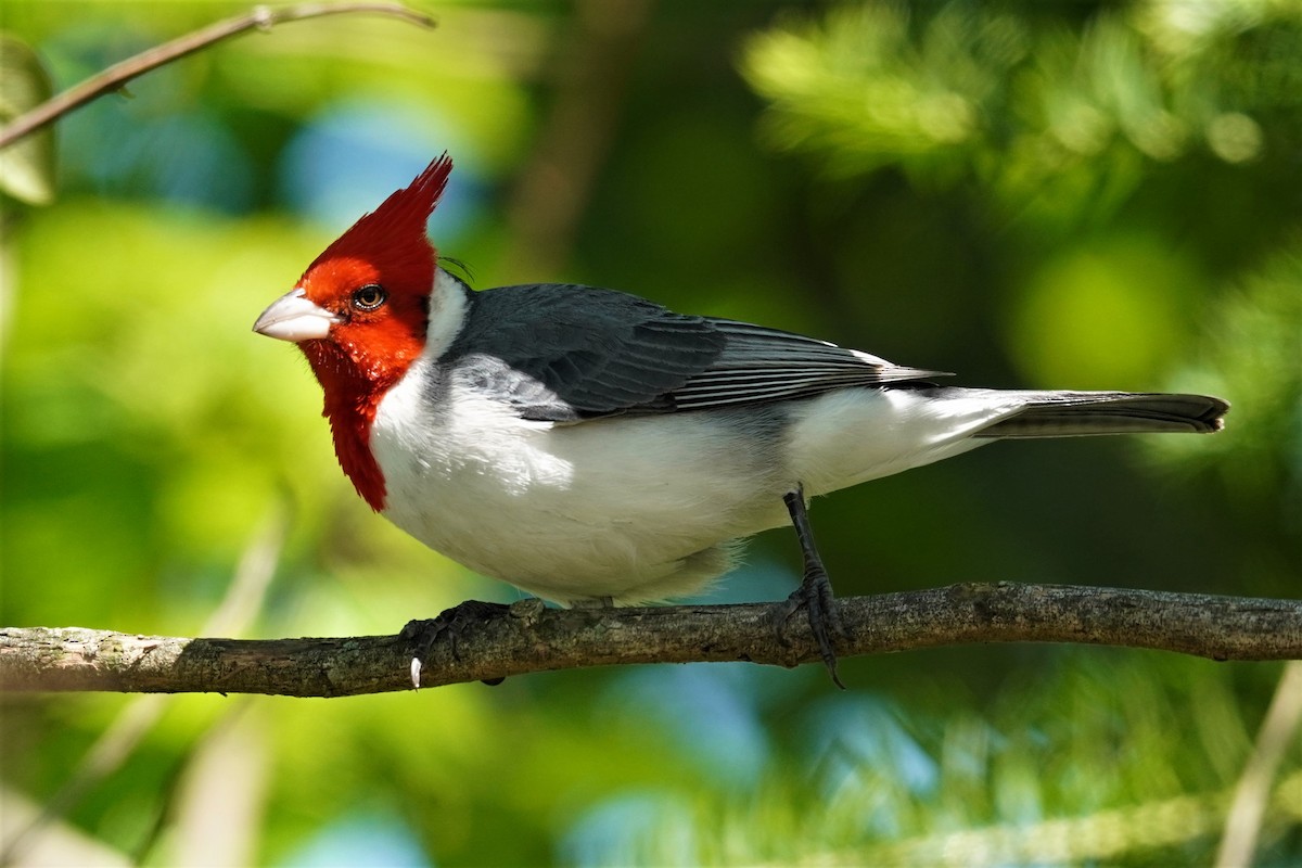 Red-crested Cardinal - ML492494961