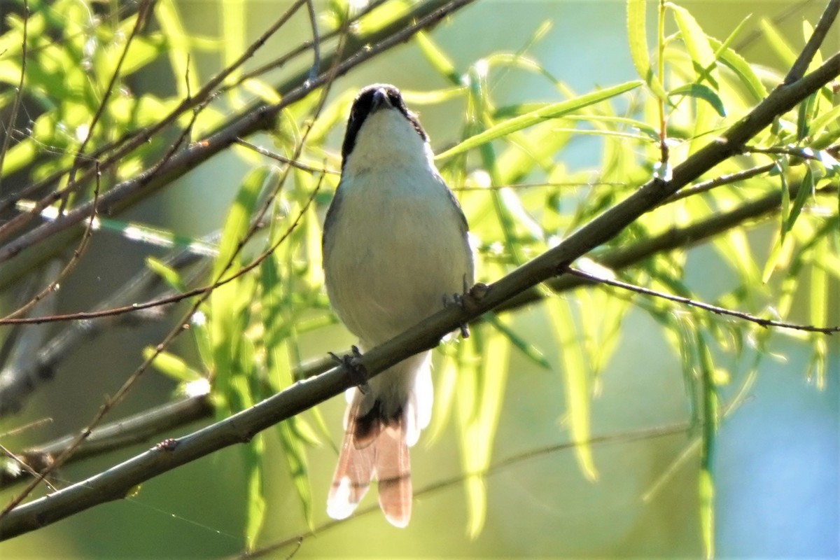 Black-capped Warbling Finch - ML492495081