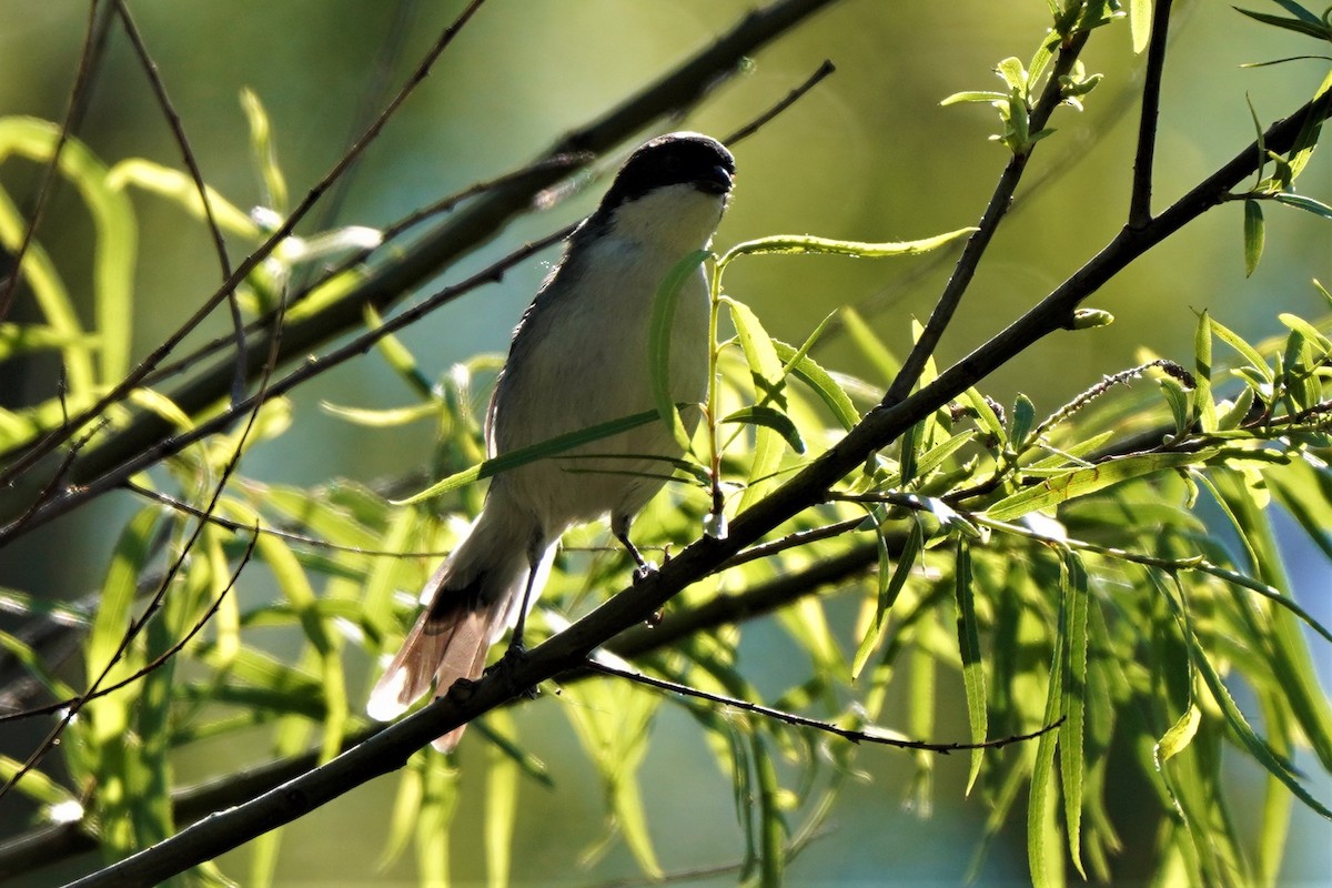 Black-capped Warbling Finch - ML492495131