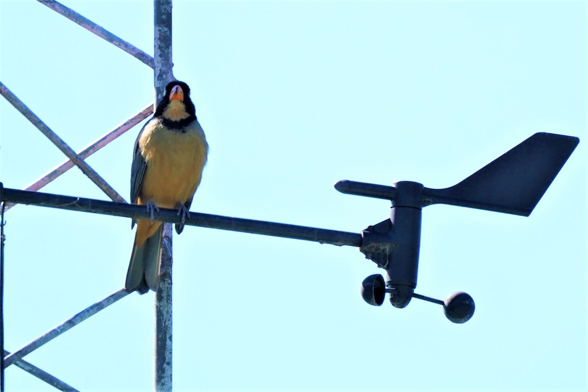 Golden-billed Saltator - ML492495171
