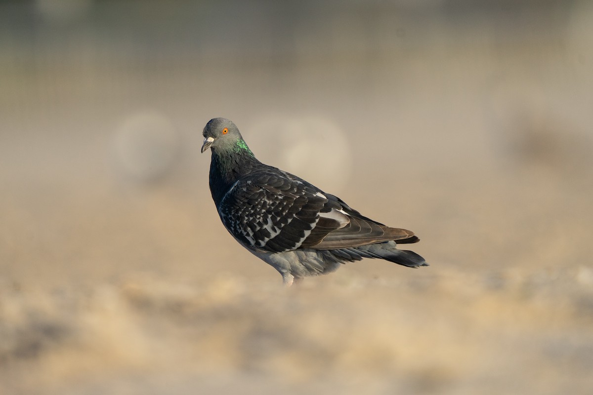 Rock Pigeon (Feral Pigeon) - ML492495361