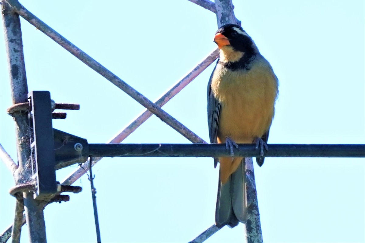 Golden-billed Saltator - ML492495381