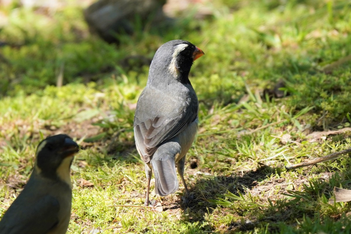 Golden-billed Saltator - ML492495511