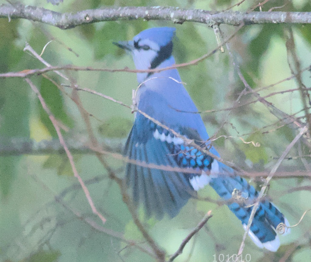 Blue Jay - ML492496081