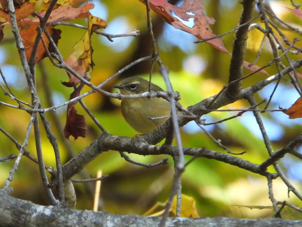 blåparula - ML492496171