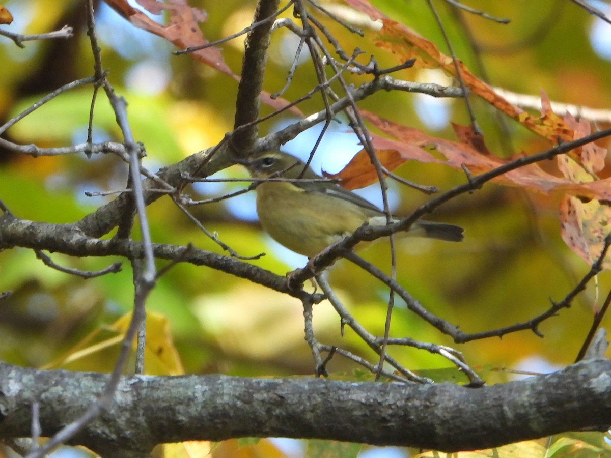 blåparula - ML492496181