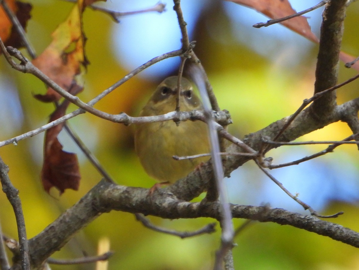 blåparula - ML492496191