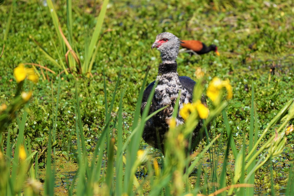 Southern Screamer - ML492496821