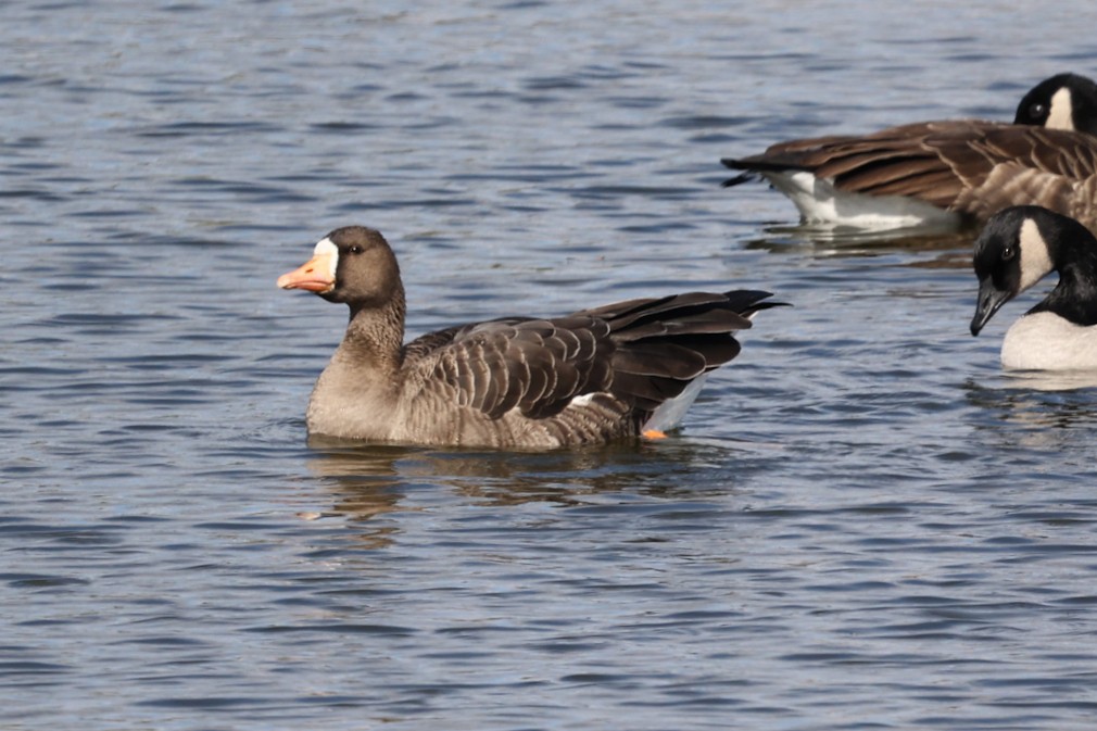 Greater White-fronted Goose - ML492496881