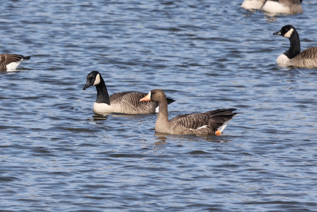 Greater White-fronted Goose - ML492496891