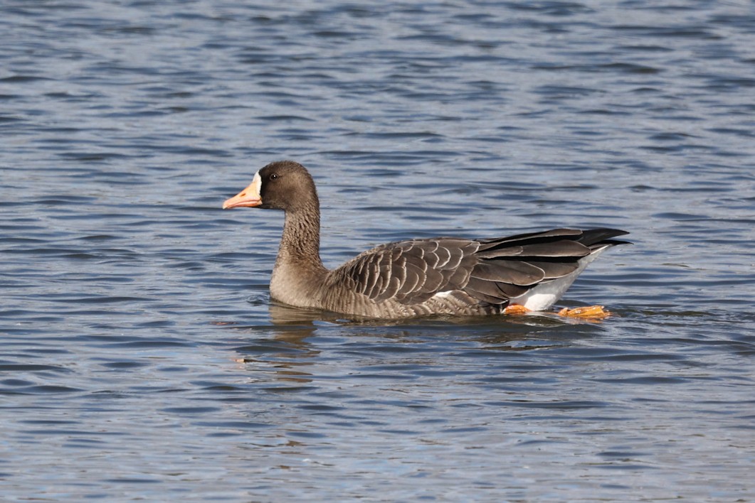 Greater White-fronted Goose - ML492496901