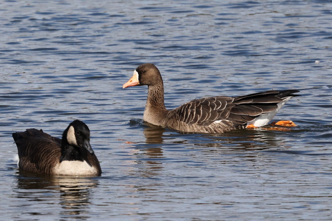 Greater White-fronted Goose - ML492496911